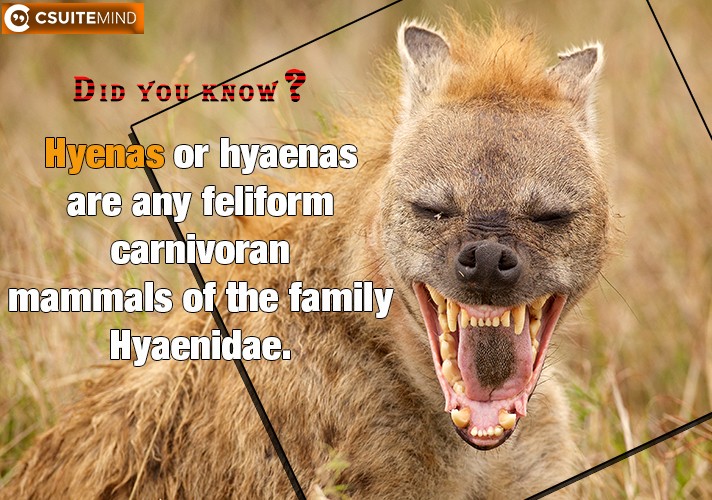 Hyenas or hyaenas  are any feliform carnivoran mammals of the family Hyaenidae. 
