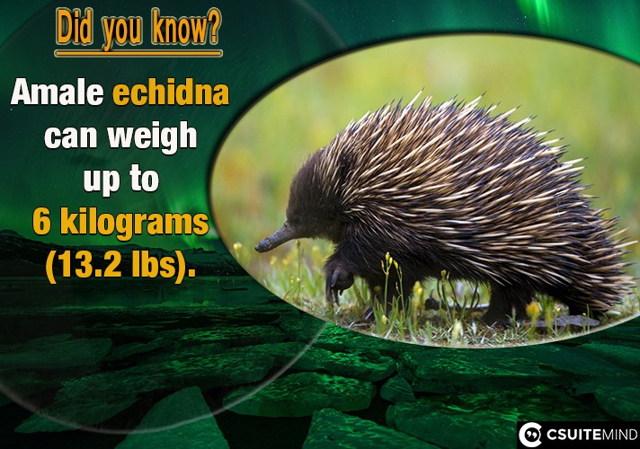  Amale echidna can weigh up to 6 kilograms (13.2 lbs).
