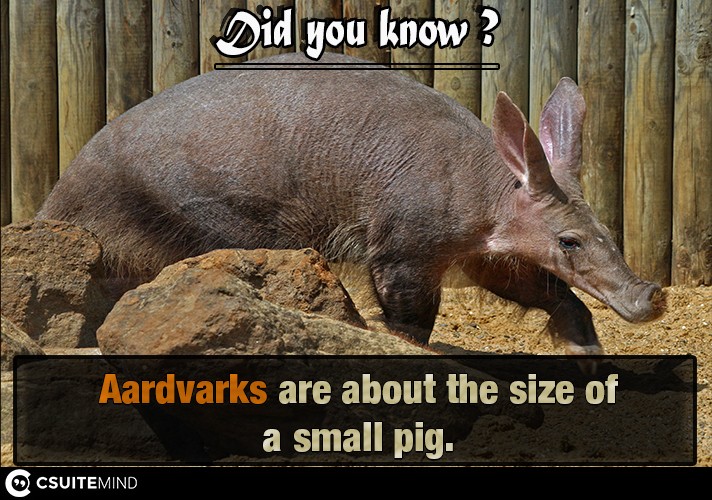 aardvarks-are-about-the-size-of-a-small-pig