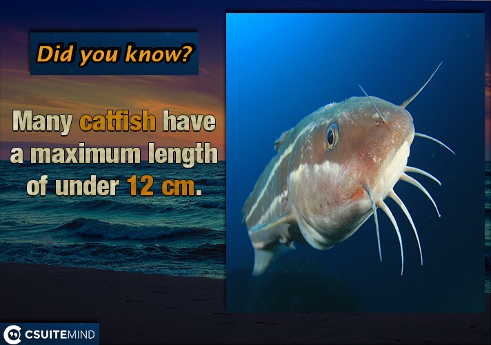 Many catfish have a maximum length of under 12 cm.
