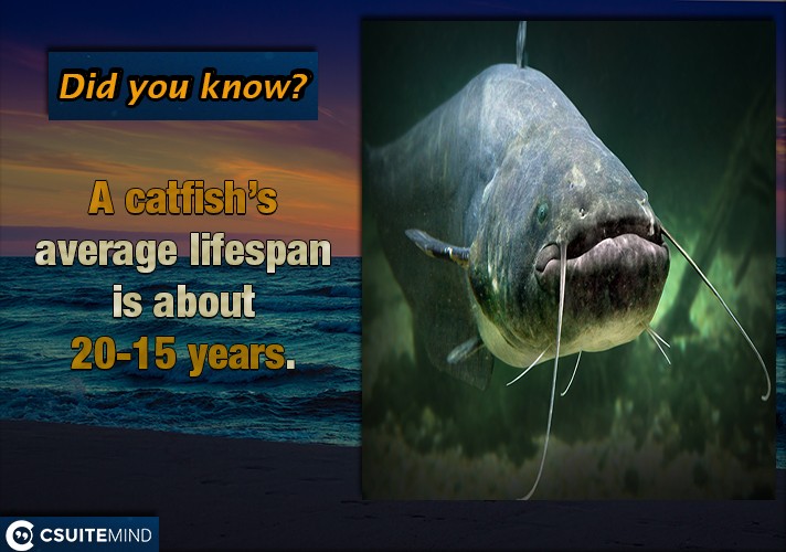 A catfish’s average lifespan is about 15-20 years.
