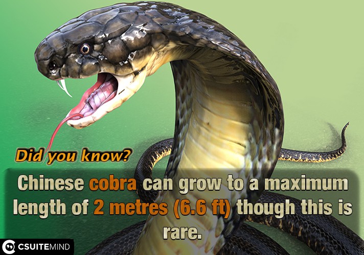 Chinese cobra can grow to a maximum length of 2 metres (6.6 ft) though this is rare.
