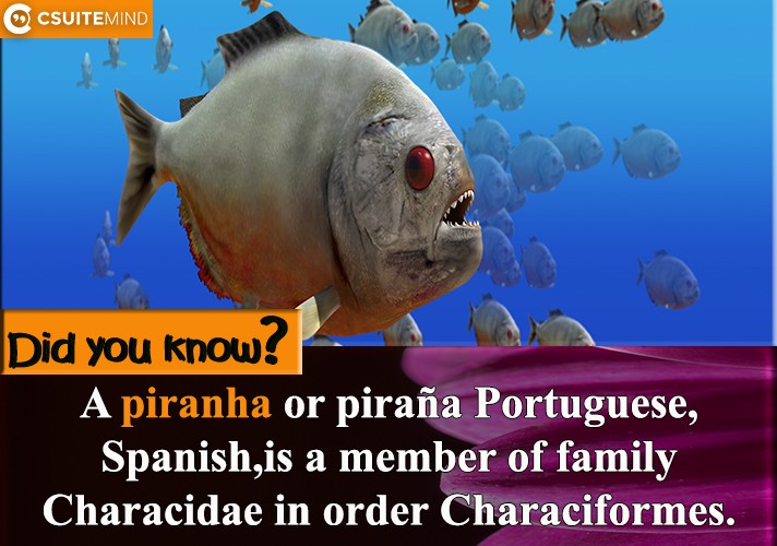 A piranha or piraña Portuguese,Spanish,is a member of family Characidae in order Characiformes.
