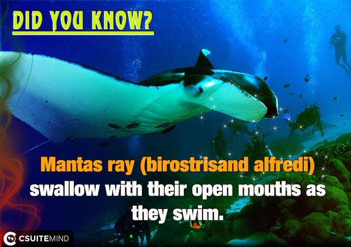Mantas ray (birostrisand alfredi)  swallow with their open mouths as they swim.  
