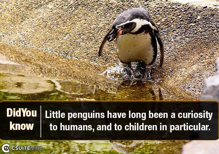 Little penguins have long been a curiosity to humans, and to children in particular.