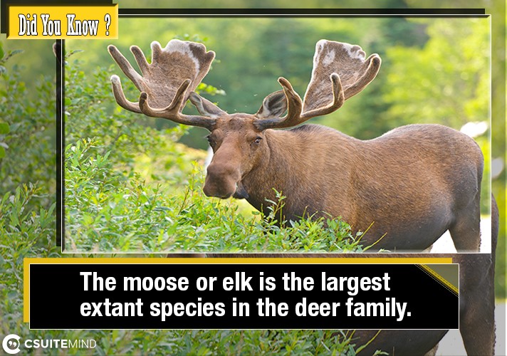 the-moose-or-elk-is-the-largest-extant-species-in-the-deer-family