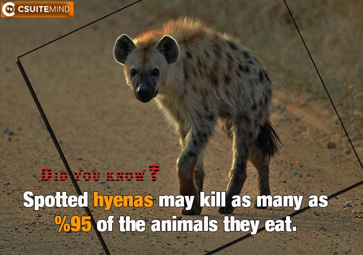 Spotted hyenas may kill as many as 95% of the animals they eat.
