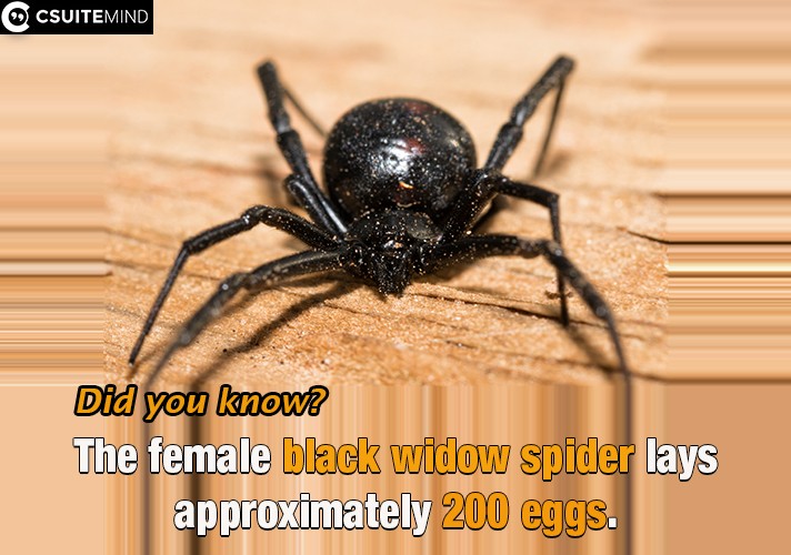 The female black widow spider lays approximately 200 eggs.
