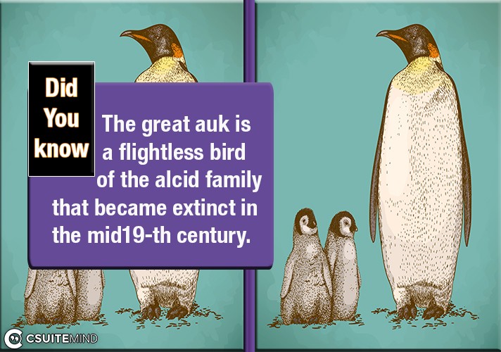The great auk is a flightless bird of the alcid family that became extinct in the mid-19th century.