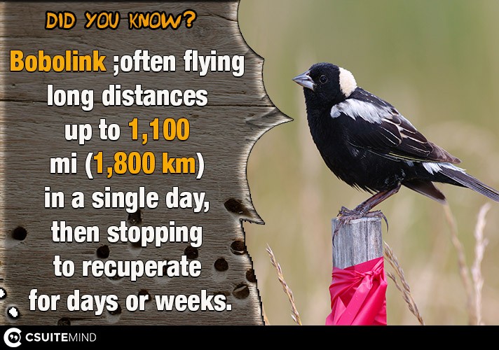 Bobolink ;often flying long distances up to  1,100 mi (1,800 km) in a single day, then stopping to recuperate for days or weeks.
