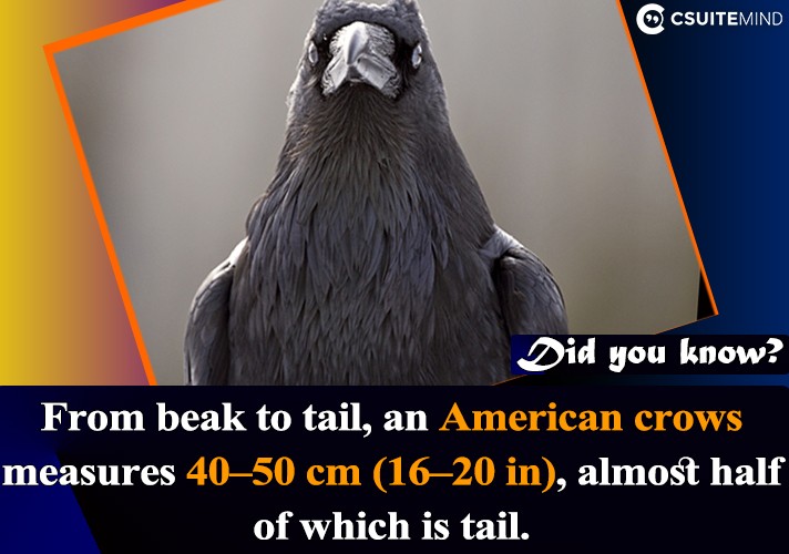 From beak to tail, an American crows measures 40–50 cm (16–20 in), almost half of which is tail. 
