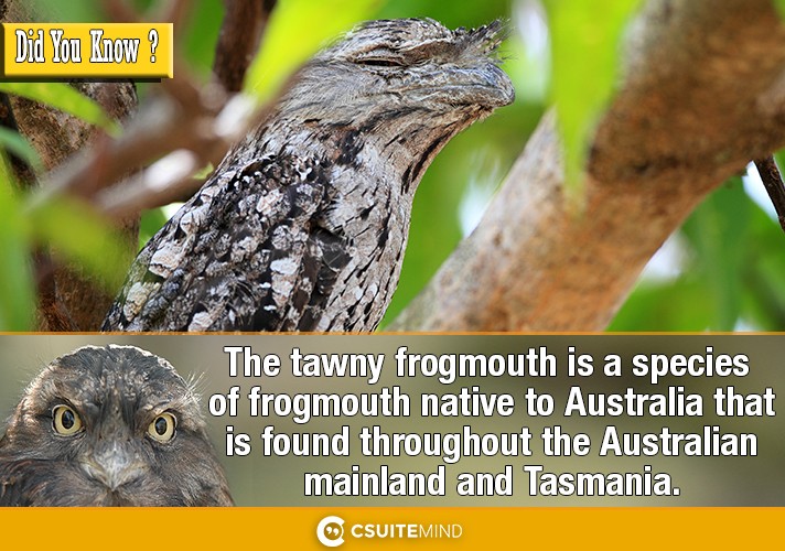The tawny frogmouth  is a species of frogmouth native to Australia that is found throughout the Australian mainland and Tasmania.