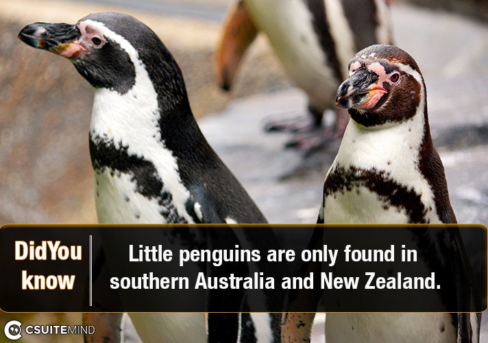 little-penguins-are-only-found-in-southern-australia-and-new-zealand