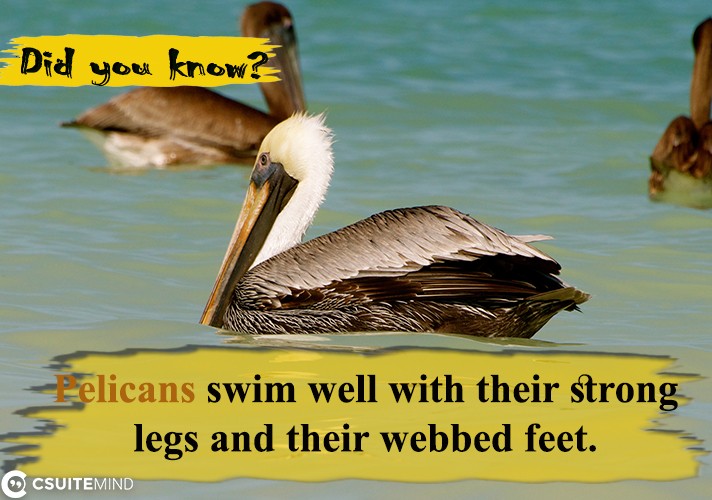 Pelicans swim well with their strong legs and their webbed feet. 
