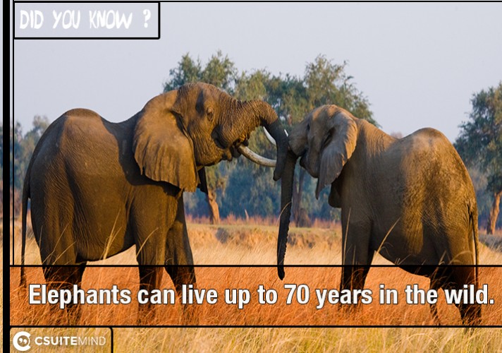 Elephants can live up to 70 years in the wild. 