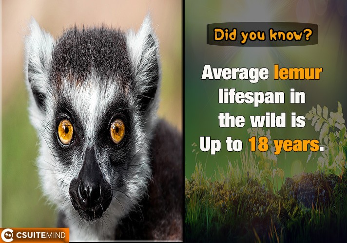 Average lemur lifespan in the wild is Up to 18 years.
