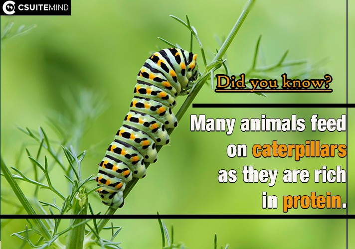 Many animals feed on caterpillars as they are rich in protein.
