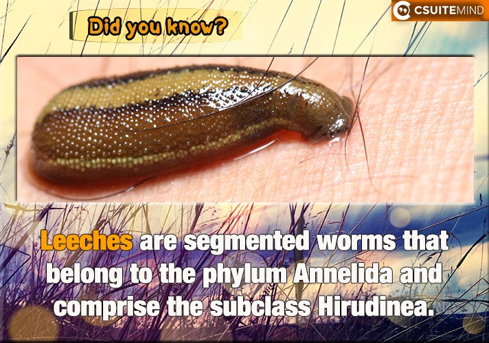 Leeches are segmented worms that belong to the phylum Annelida and comprise the subclass Hirudinea.
