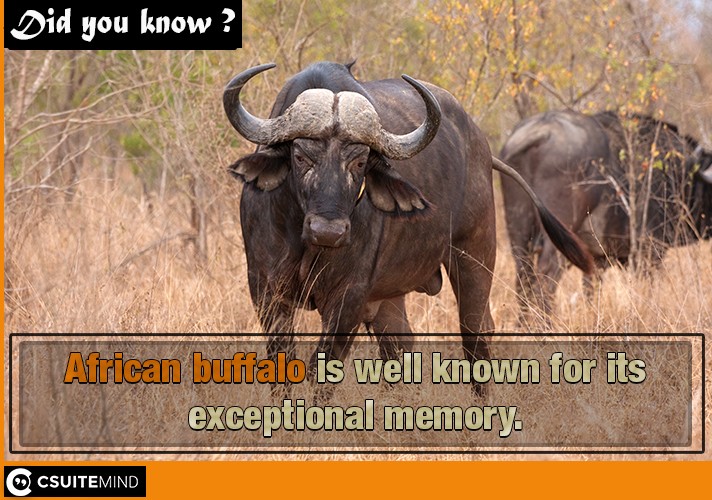 African buffalo is well known for its exceptional memory.