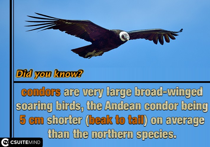 condors are very large broad-winged soaring birds, the Andean condor being 5 cm shorter (beak to tail) on average than the northern species.
