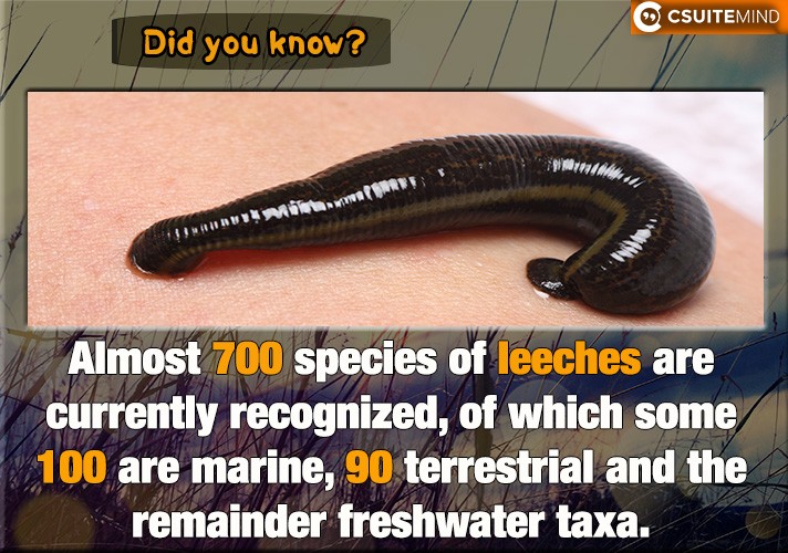  Almost 700 species of leeches are currently recognized, of which some 100 are marine, 90 terrestrial and the remainder freshwater taxa.
