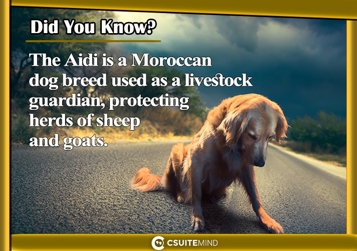 The Aidi is a Moroccan dog breed used as a livestock guardian, protecting herds of sheep and goats. 
