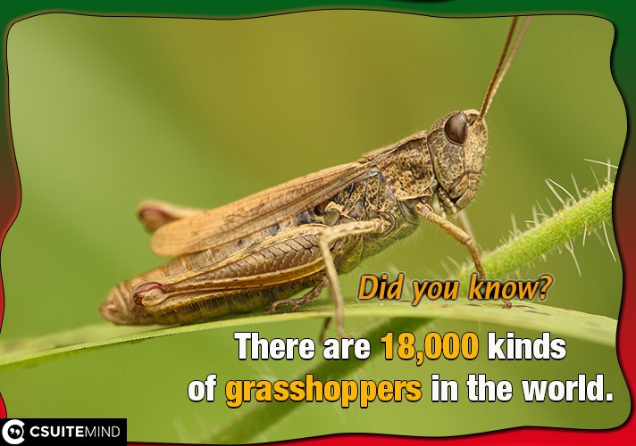 There are 18,000 kinds of grasshoppers in the world. 