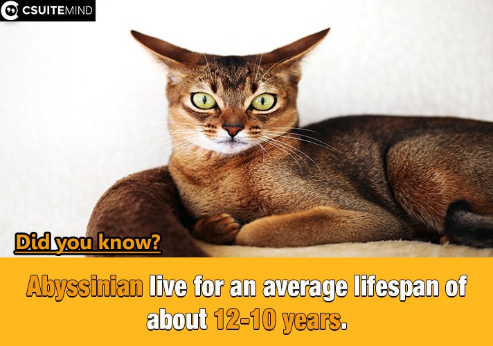 Abyssinian live for an average lifespan of about 10-12 years.

