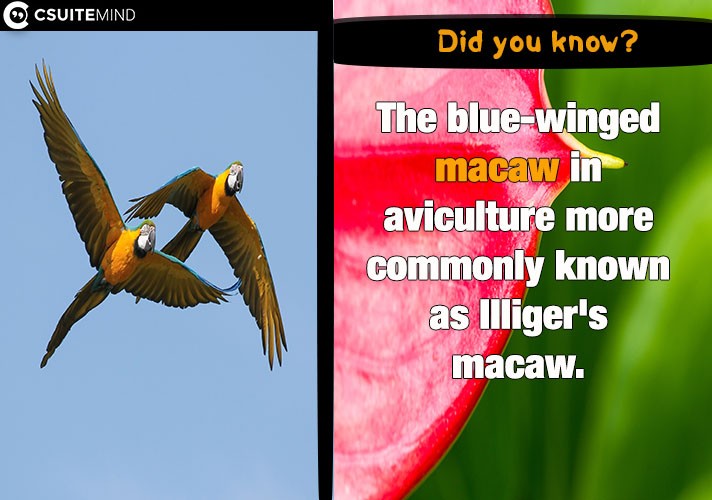 The blue-winged macaw in aviculture more commonly known as Illiger's macaw.
