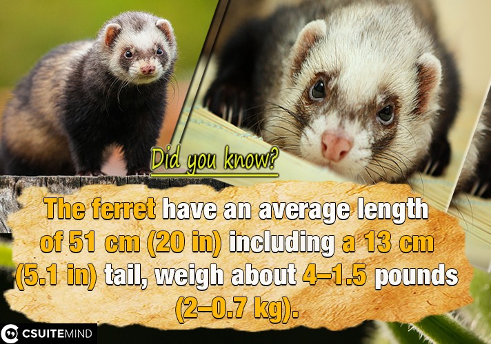  The ferret have an average length of 51 cm (20 in) including a 13 cm (5.1 in) tail, weigh about 1.5–4 pounds (0.7–2 kg), 
