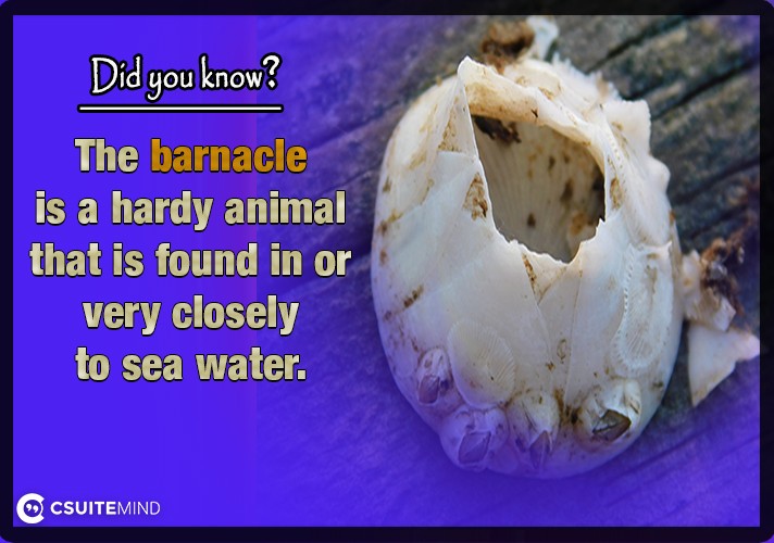 The barnacle is a hardy animal that is found in or very closely to sea water.
