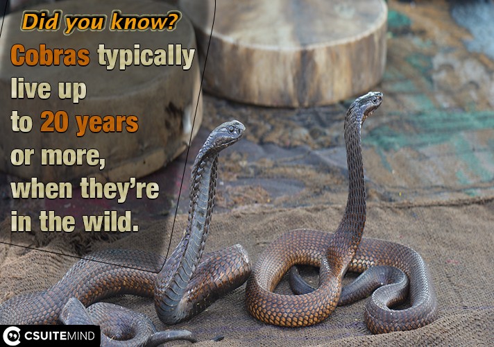  Cobras typically live up to 20 years or more, when they’re in the wild.
